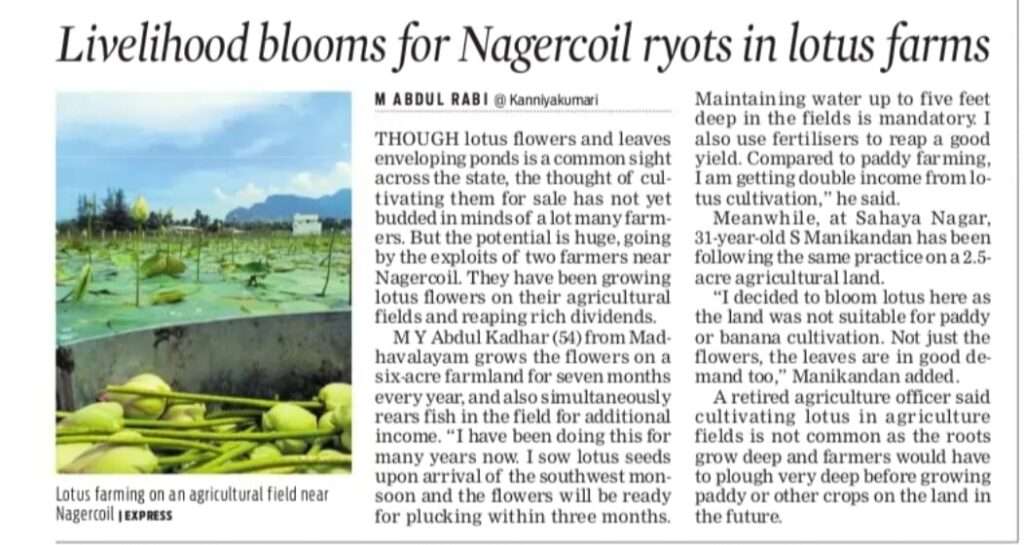 Handpicked fresh wholesale lotus flowers for temples and exports – Noor Safra Flowers